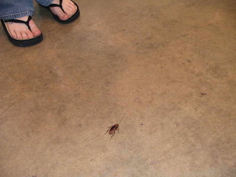 gc pest control gold coast